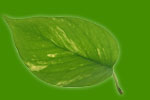 leaf